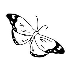 graceful hand-drawn butterfly art
