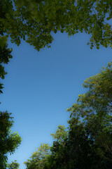 This upward view captures a clear, cloudless morning sky framed by the lush green canopy of tall forest trees in Thailand.