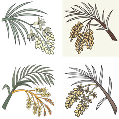 A date palm flower icon with small, 
clustered blooms.