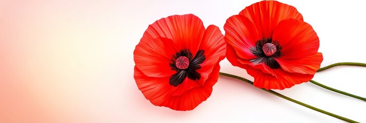 Poppy Illustration Two Blooms - Two vibrant red poppies, delicate petals, symbolic of remembrance, beauty, and fleeting time. A gentle, peaceful