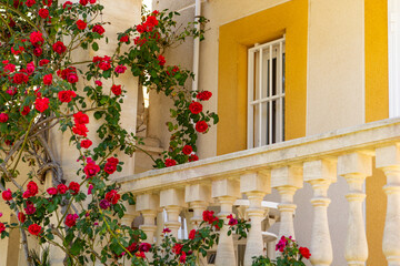 Old railing with climbing Roses