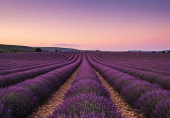 Fototapeta premium Lavender Field at Sunset, Provence, France