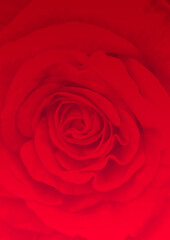 Dark red rose blossom in close up; Symbol for love; Rose-growing; Red blooming flower; Detail view of wonderful red rose