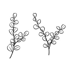 drawing floral leaves 