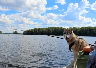 Young adult dog sailing in luxury boat against blue water