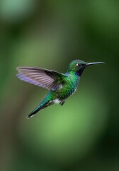 Fototapeta premium Emerald hummingbird flying in nature green background wildlife photography