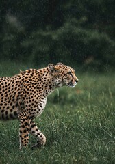 Fototapeta premium Cheetah walking rain wildlife animal predator feline nature safari africa wildcat