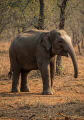 Fototapeta premium Elephant wildlife animal nature wild mammal safari trunk tusks africa asia zoo