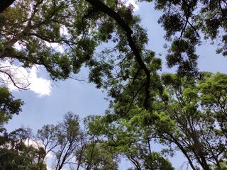 Green leaves of a tree in daylight in spring,Hojas verdes de un árbol a la luz del día en primavera,(1)
