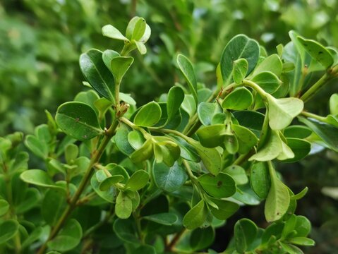 Peperomia obtusifolia texture. Creative design made of green leaves.,Textura de Peperomia obtusifolia. Dise&ntilde;o creativo hecho de hojas verdes, (7)