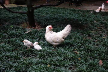 Baby chicks.