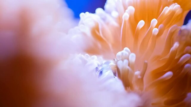 Close-up view of vibrant orange and white underwater anemone with textured surface, highlighting its unique polyp shapes and marine environment.