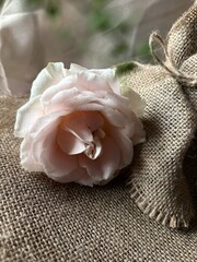 Soft Blush Rose in Morning Light