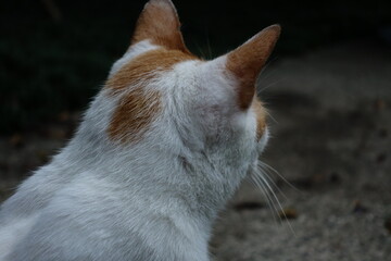 White and orange cat.