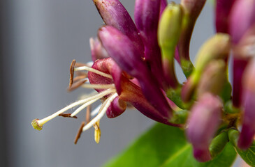 Macro image of a honeysuckle flower showing delicate stamens and vivid magenta petals