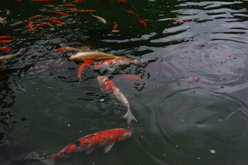 Koi fish.