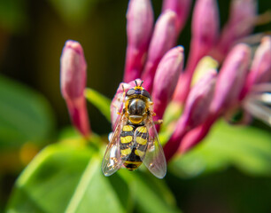 Close-up macro image of a hoverfly perched on a cluster of honeysuckle buds