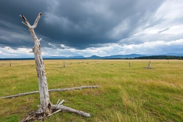 Fototapeta premium Desolate tree skeleton in grassy field under dramatic sky peaceful rural landscape