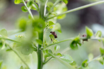 White-spotted Jewel Bug (Scutelleridae) or Paracritheus trimaculatus (Shield-backed Bug) on Green Leaf.