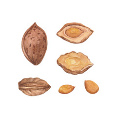 Peach kernel, brown seed, fruit pit, core. Natural ingredient drawing in vintage retro detailed style. Watercolor illustrations isolated on white background