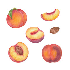 Peach fruit watercolor isolated on white background