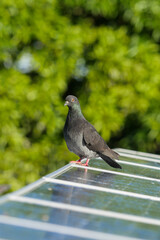 Pigeon on solar panel on roof 