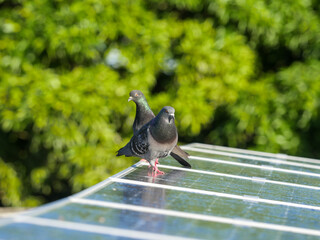 Pigeons on solar panel on roof 