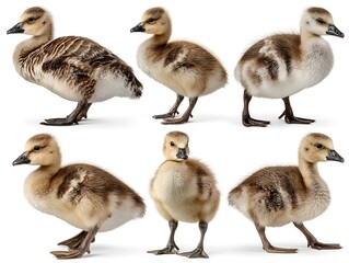Several adorable young goslings are standing together on a white surface in a professionally lit studio shot.