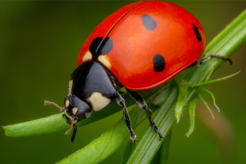 Macrophotography of a red ladybird on green grass in nature.