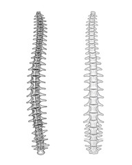 Spine Anatomy Illustration Back View Spinal Column Structure