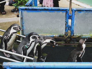 Chon Buri, Si Racha, Thailand. June 1, 2025. The display of the penguin parade at Khao Kheow Open...