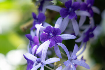 purple wreath