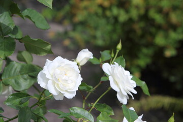 清楚な白いバラのクローズアップ