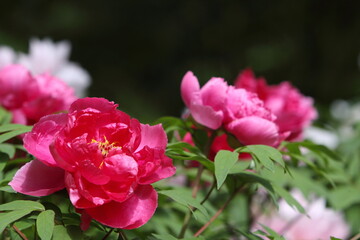 満開の赤い牡丹のクローズアップ