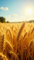 Sun-drenched field of ripe, golden wheat gently swaying in the breeze, ready for harvest A scene of autumnal abundance and tranquility , summer, sunlight, outdoors