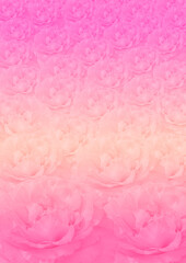 Pink damask rose flower pattern background