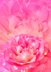 Pink damask rose flower pattern background