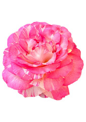 Pink damask rose flower pattern background