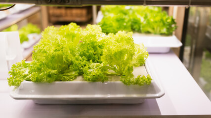 Modern agriculture is depicted by vegetables cultivating within a cabinet, illuminated by purple...