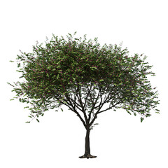 Judas Tree (Cercis siliquastrum) with Purple Leaves Isolated on Transparent Background for Landscape Design