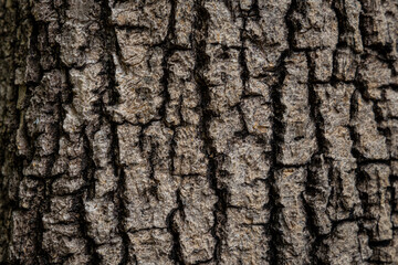 tree bark texture