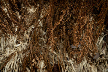 a pile of various dry leaves