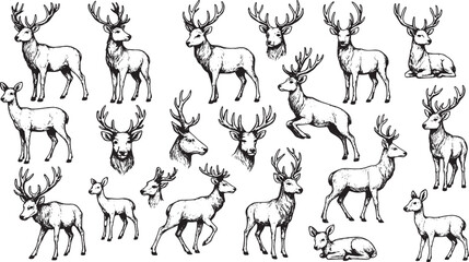 A collection of detailed black-and-white line art illustrations featuring various deer poses, including standing, sitting, and lying down. The intricate sketches showcase antlered stags and gentle doe