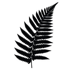 Black silhouettes of tropical palm leaves isolated on transparent background. Exotic plants leaves set