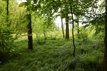 A serene woodland nook where tall trees frame a lush carpet of dense green grass. The vibrant...