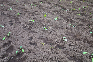 Freshly planted seedlings break through the loose soil, symbolizing the beginning of a new harvest...