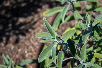 Sage plant leaves close up. Nice soft background.