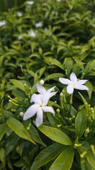 Obraz premium white frangipani flower