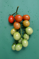 녹색 배경위에 신선한 방울토마토 줄기