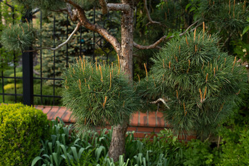 Garden with pine tree niwaki near the house. Tree with dense needles and branches.